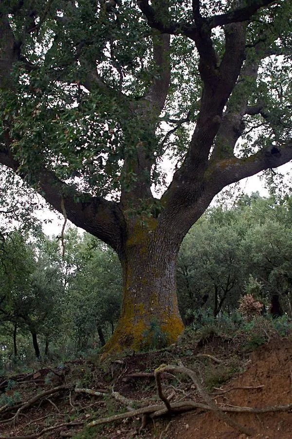 Agriturismo Bosco Pianetti Santuario di Gibilmanna 0*,